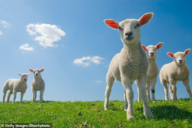 They're not beautiful, like horses, or slightly scary, like cows. Calm and stolid, sheep are simply part of our landscape (stock photo)